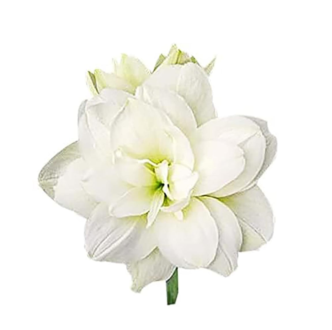 Marde Ross Marquise Amaryllis Double White Seeds
