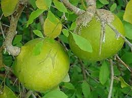Marmelos (Bael) Fruit Seeds