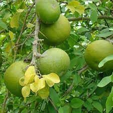 Marmelos (Bael) Fruit Seeds