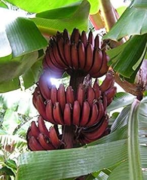 Maroon Banana Fruit Seeds for Planting