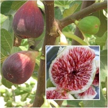 Maroon Ficus Carica Fruit Seeds for Planting