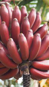 Maroon-Red Banana Fruit Seeds for Planting