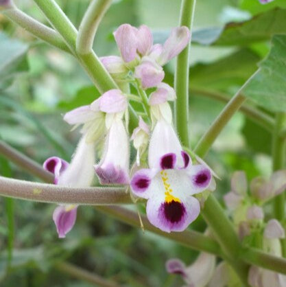 purple white flower seeds