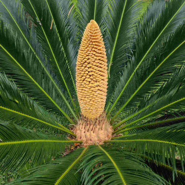 Cycas Plantefrø til udplantning, Brun, 100 stk