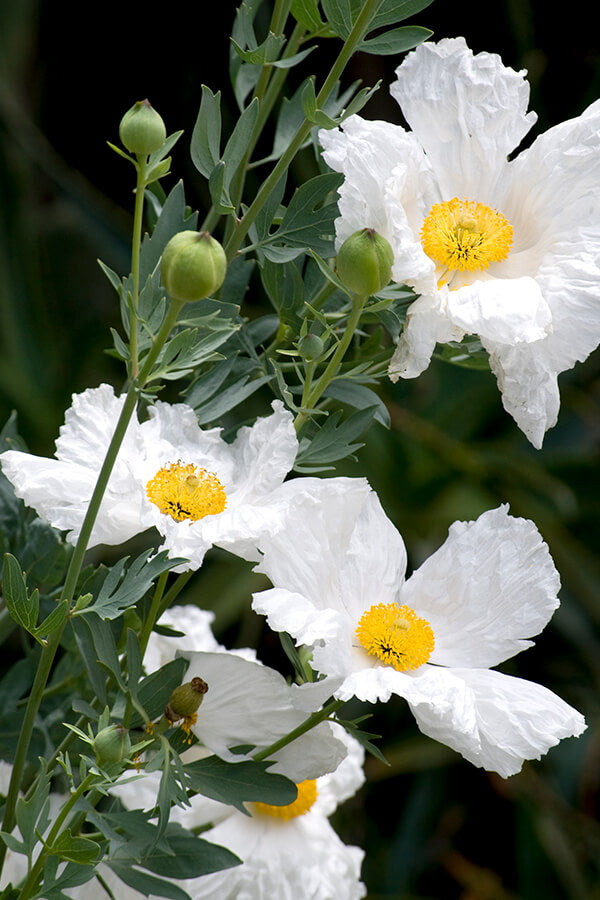 Romneya Coulteri Matilija Valmueblomsterfrø til udplantning 100 stk