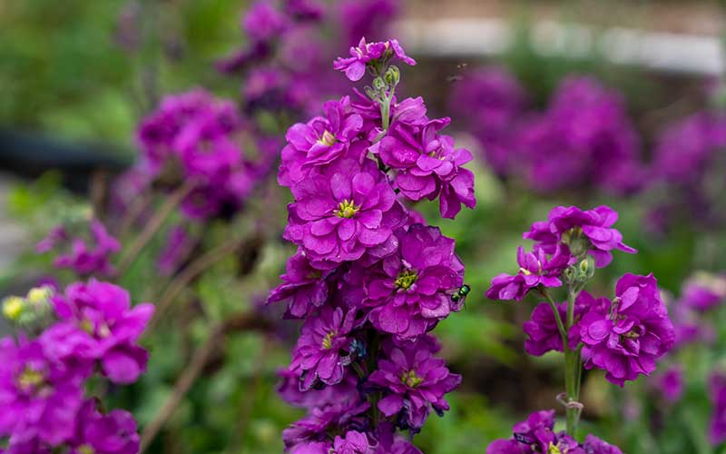 Friske Mini Matthiola Incana frø til udplantning, Mørk Violet 100 stk