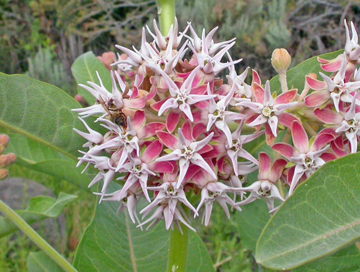 Heirloom Non-GMO Asclepias Speciosa Flower Seeds for Planting – Fragrant Pollinator-Friendly Garden Blooms