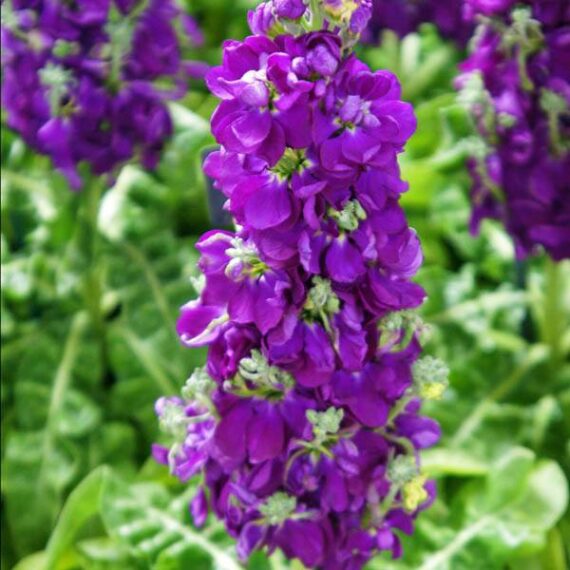 Friske Mini Matthiola Incana frø til udplantning, Mørk Violet 100 stk