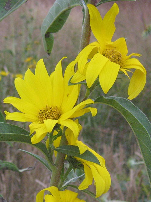 Gule Maximilian blomsterfrø til udplantning, friske, 100 stk