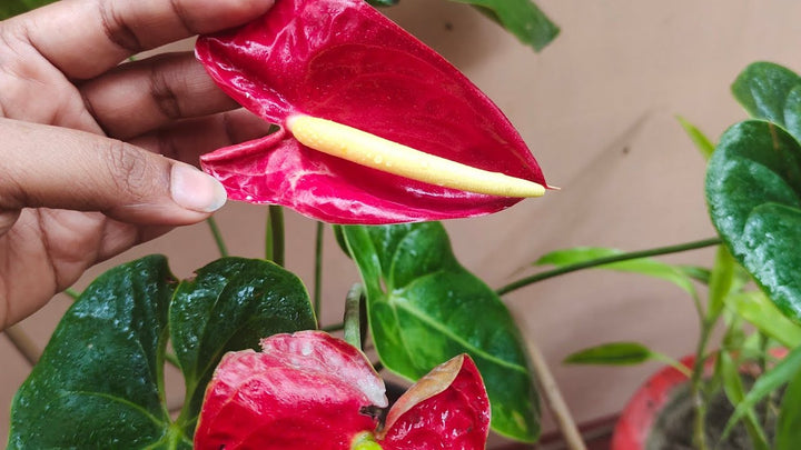 Pink Anthurium Blomsterfrø 100 stk