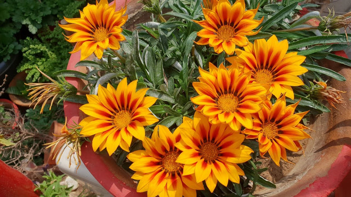 Heirloom Non-GMO Gazania Flower Seeds for Planting – Vibrant Drought-Tolerant Blooms | High Germination