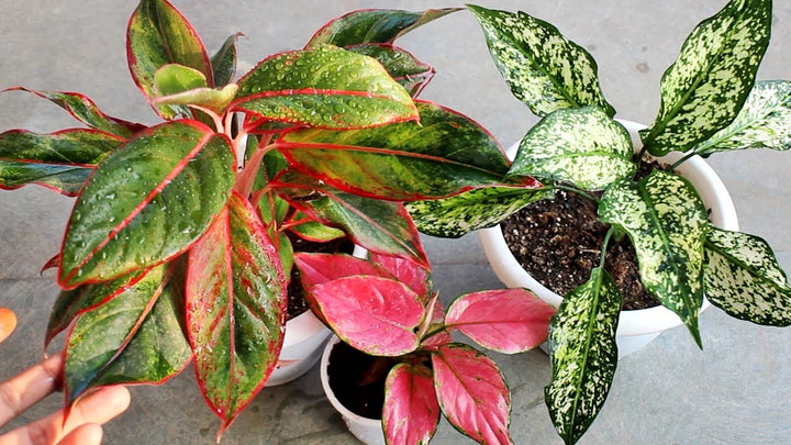 Aglaonema blandede plantefrø til udplantning - 100 stk