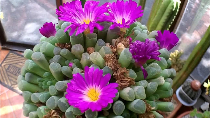 Heirloom Non-GMO Succulent Flower Seeds for Planting – Drought-Tolerant Indoor Decorative Blooms, High Germination