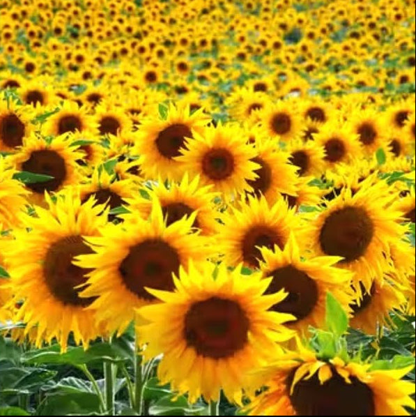 buzzy lot flower seeds
