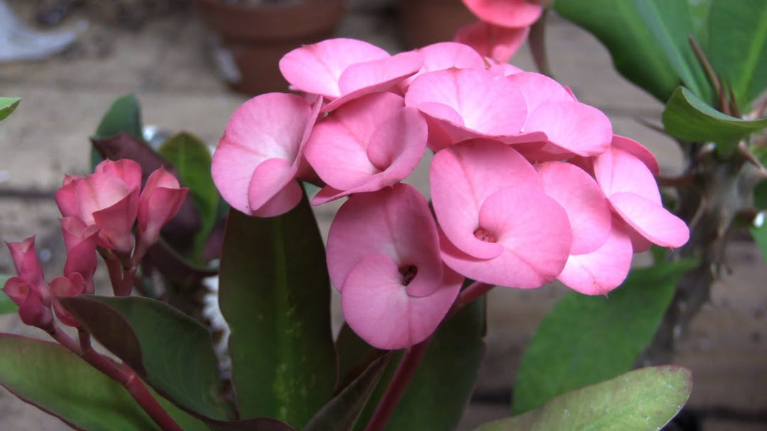 Lyserød Euphorbia Milii Blomsterfrø til udplantning - 100 stk