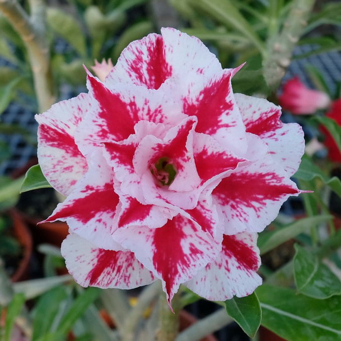 Pink White Adenium Obesum Blomsterfrø til udplantning - 100 stk