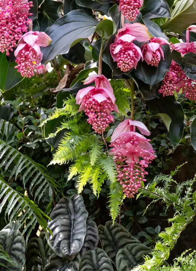 Heirloom Non-GMO Chandelier Plant Seeds for Planting – Unique Succulent Garden Seeds | High Germination