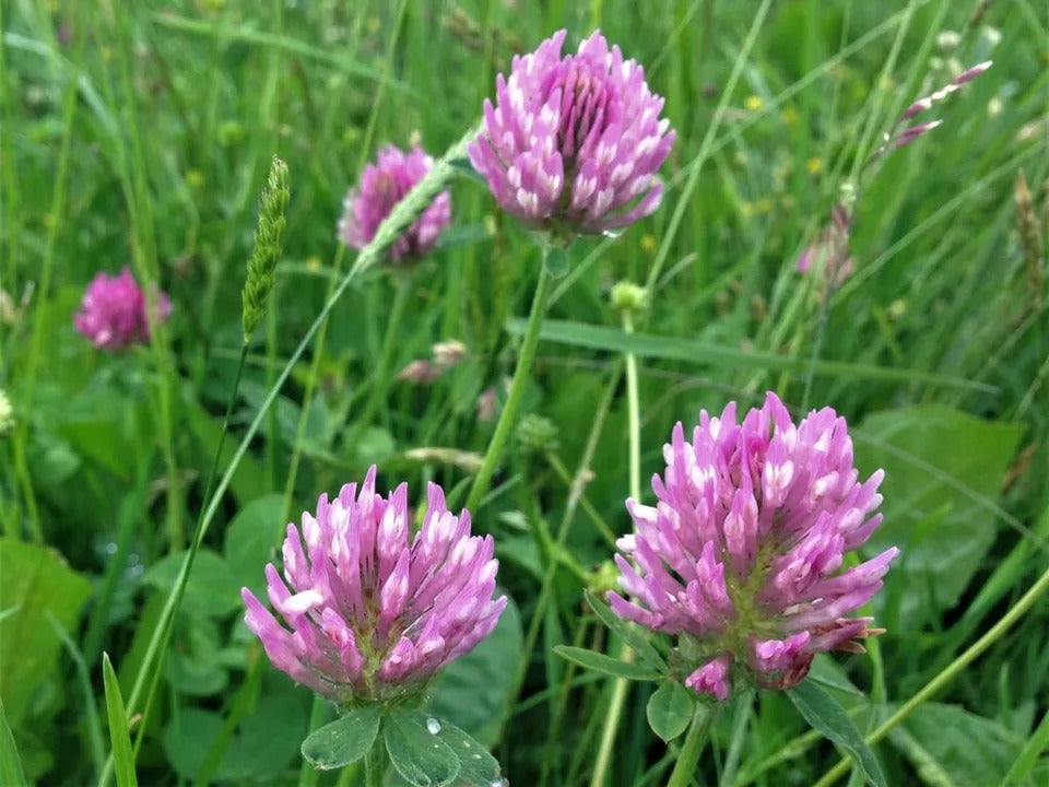 Heirloom Non-GMO Meadow Clover Flower Seeds – Bee-Friendly Blooms for Garden Planting