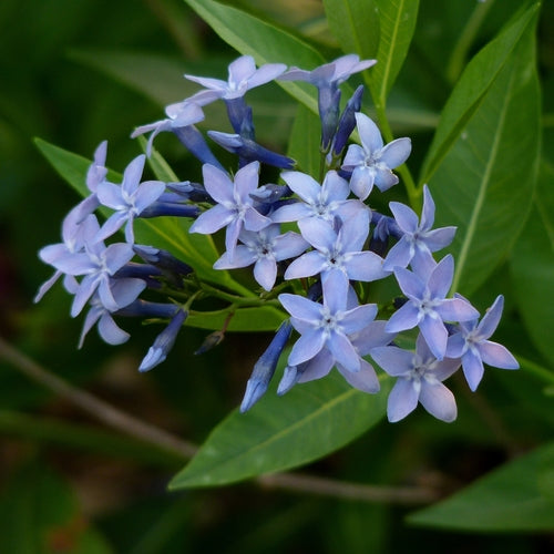 blue heirloom flower seeds
