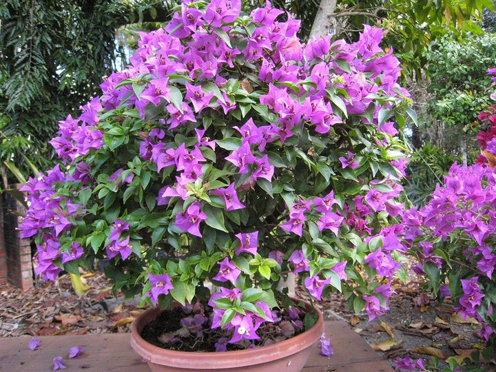 Bougainvillea Lavendel Blomsterfrø til udplantning - 100 stk