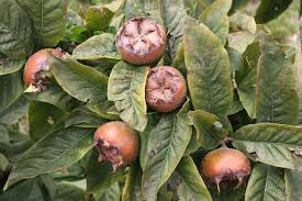 Medlar Fruit Seeds