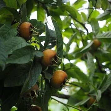 Medlar Showy Mespilus Fruit Seeds for Planting