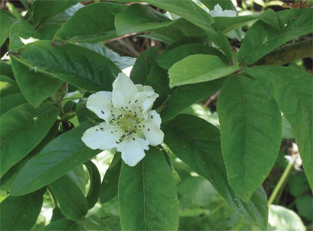 Medlar Showy Mespilus Fruit Seeds for Planting