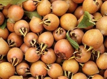 Medlar Showy Mespilus Fruit Seeds for Planting