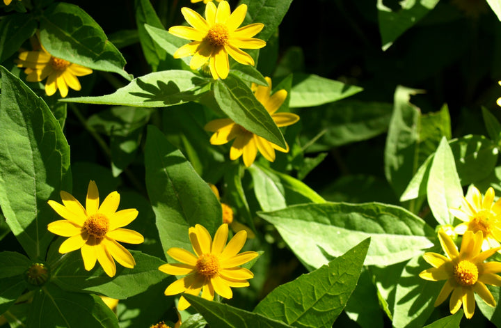 Heirloom Non-GMO Melampodium Paludosum Flower Seeds for Planting – Bright Compact Blooms for Garden Borders