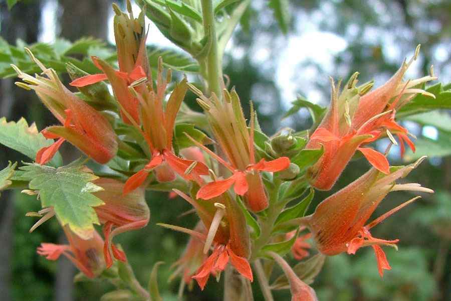 Melianthus Comosus Flower Seeds for Planting – Organic, Heirloom, Non-GMO, High Germination
