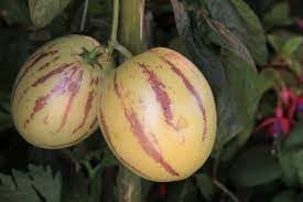 Melon Pear Fruit Seeds for Planting