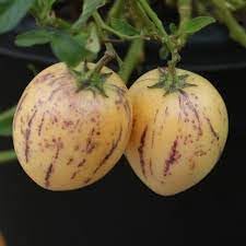 Melon Pear Fruit Seeds for Planting