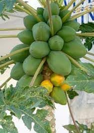 Melonenbaum Fruit Seeds for Planting | Heirloom Non-GMO Organic Seeds for Refreshing Garden Melons