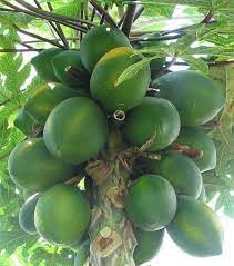 Melonenbaum Fruit Seeds for Planting | Heirloom Non-GMO Organic Seeds for Refreshing Garden Melons