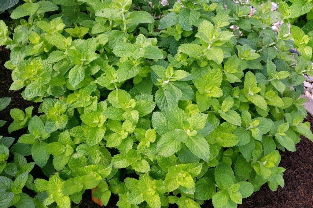 Apple Mint Herb Seeds for Planting– Strong, Fragrant Flavor-Heirloom & Non-GMO Seeds for planting