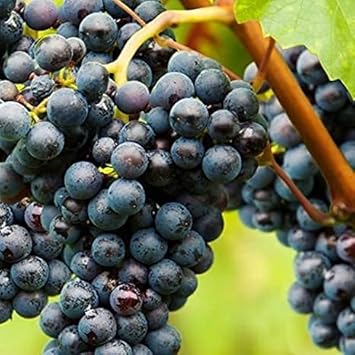 Merlot Grape Fruit Seeds for Planting