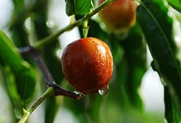 Merron Jujube Fruit Seeds for Planting