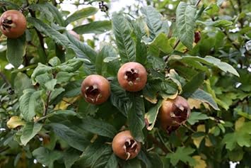 Mespilus Germanica Fruit Seeds for Planting