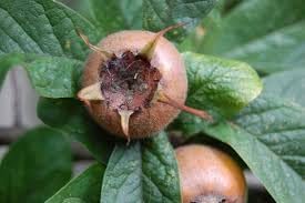 Mespilus Germanica Fruit Seeds for Planting
