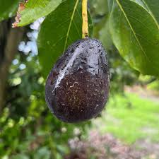 Mexicola Avocado or Butter Fruit Seeds for Planting