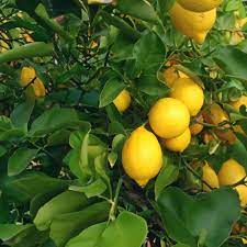 Meyer Lemon Plant Seeds for Planting