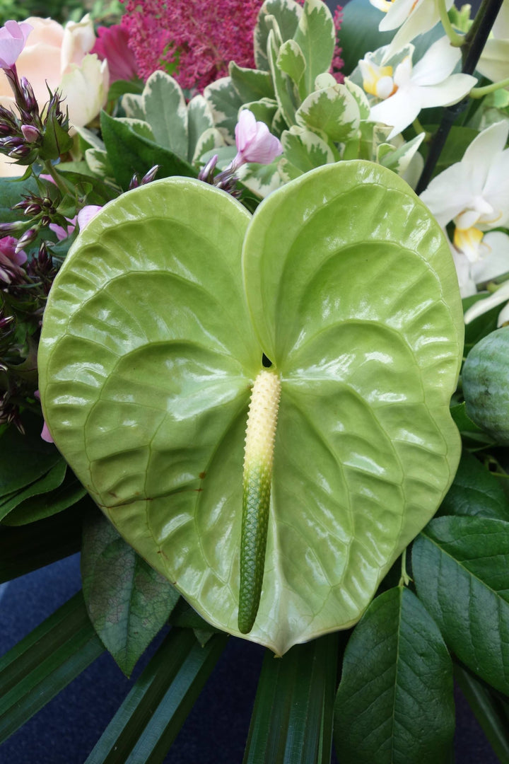 Friske Anthurium Blomsterfrø til Plantning, Grønne 100 stk