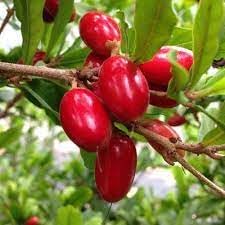 Milagrosa Fruit Seeds for Planting