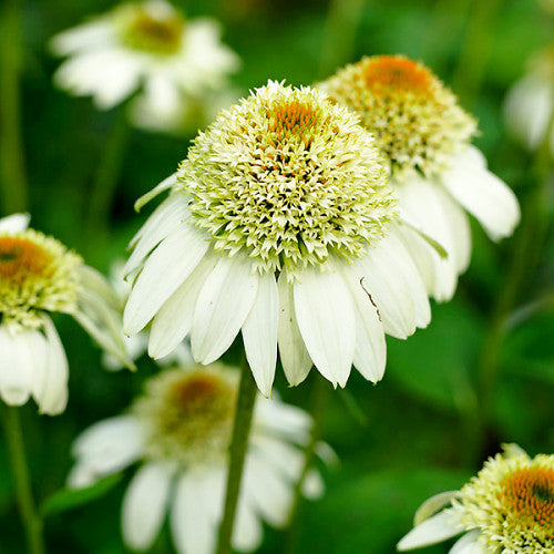 white echinacea flower seeds