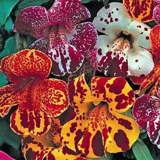 Mimulus Magic Blotch Imported Seed