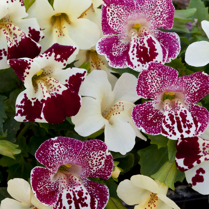 Hvide Mimulus Hybridus Blomsterfrø til udplantning 100 stk