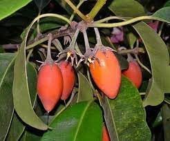 Mimusops Fruit Seed Pack | Exotic Non-GMO Seeds for Sweet, Tropical Fruits
