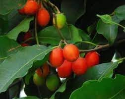 Mimusops Fruit Seed Pack | Exotic Non-GMO Seeds for Sweet, Tropical Fruits