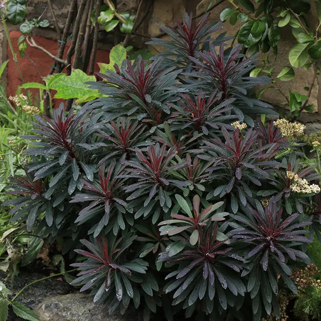 Euphorbia Amygdaloides Plantefrø til udplantning, 100 stk