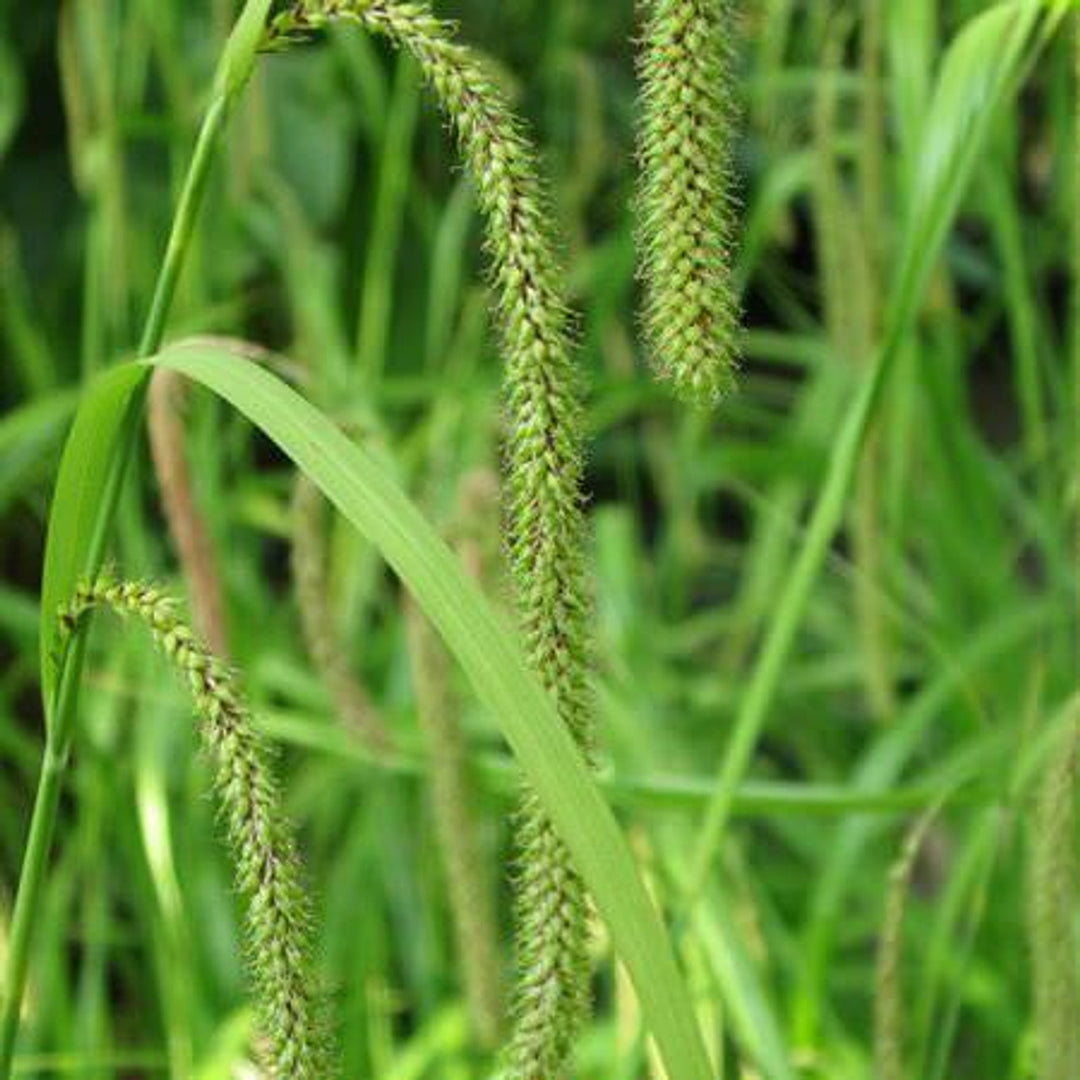 Carex Pendula Seeds for Planting – Elegant Drooping Sedge Grass, Perennial Ornamental Seeds for Shade Gardens